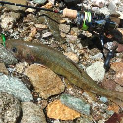 荒れ放題の川でイワナ釣り